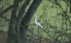 Great Egret (reduced).jpg