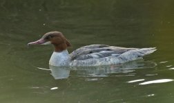 Common Merganser 01 (reduced).jpg