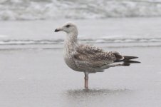 Heuglin's Gull (03) - Copy.jpg