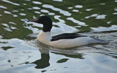 Common Merganser 02 (reduced).jpg