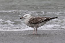 Heuglin's Gull (01) - Copy.jpg