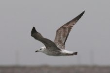 Heuglin's Gull (02) - Copy.jpg