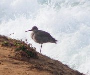12.15.2016A - Mystery shorebird - Point Loma, CA, 10am, jan 23, 2016PICT0209.jpg