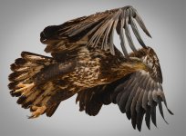 Cherry Creek Eagle - 1.jpg