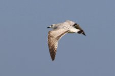 Mongolian Gull (01) - Copy.jpg