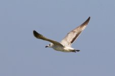 Mongolian Gull (02) - Copy.jpg