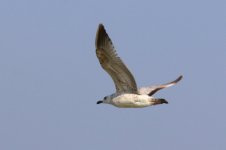 Mongolian Gull (03) - Copy.jpg