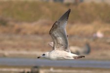 Mongolian Gull (11) - Copy.jpg