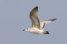 Mongolian Gull (13) - Copy.jpg