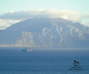 birdwatch strait of gibraltar.jpg