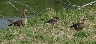 DSC05682 Greater White-fronted Goose @ San Tin.JPG