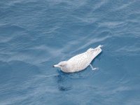 Glauc 1 resize.jpg