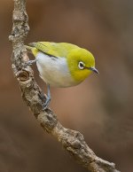 japanese white-eye pond lamma HK iso 3600 D500 300PF_DSC2541.jpg