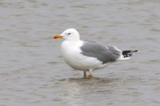 Mongolian Gull (Odd) (03) - Copy.jpg