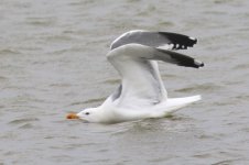 Mongolian Gull (Odd) (02) - Copy.jpg