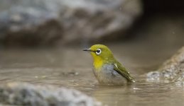 japanese white-eye  pond lamma HK iso 18,000 adj D500_DSC2415.jpg