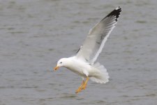 Mongolian Gull (Odd) (01) - Copy.jpg