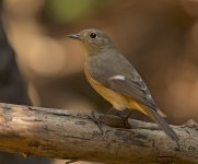 daurian redstart fem pond lamma HK D500 300PF_DSC3004.jpg