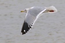 Heuglin's Gull (09) - Copy.jpg