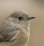 daurian redstart fem pond lamma HK crop D500_DSC2492.jpg