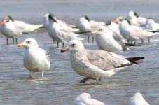 Mongolian Gull (33) - Copy.jpg