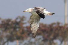 Mongolian Gull (31) - Copy.jpg