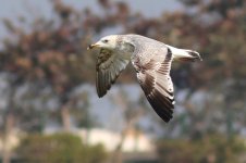 Mongolian Gull (32) - Copy.jpg