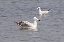 Mongolian Gull (09) - Copy.jpg