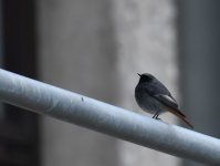 Black Redstart_Aberdeen_151216a.jpg