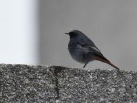 Black Redstart_Aberdeen_161216a.jpg