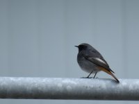 Black Redstart_Aberdeen_161216b.jpg