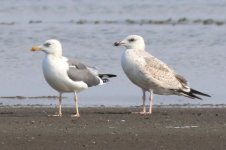 Mongolian Gull (01) - Copy.jpg