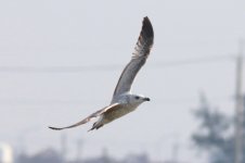 Mongolian Gull (03) - Copy.jpg