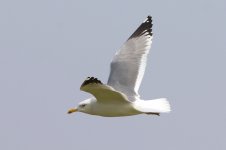 Mongolian Gull (01) - Copy.jpg