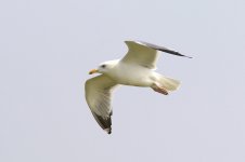 Mongolian Gull (02) - Copy.jpg