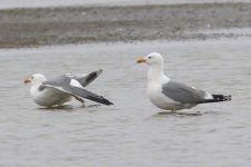 Mongolian Gull (02) - Copy.jpg