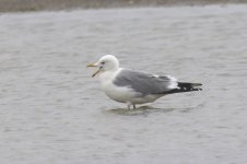 Mongolian Gull (01) - Copy.jpg