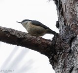 Red Breasted Nuthatcdh 1-29-2017.jpg