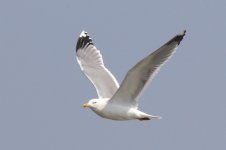 Mongolian Gull (02) - Copy.jpg