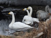 Whooper Swan_Rausu_221216a.jpg