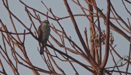 DSC06235 Eurasian Sparrowhawk @ Murano.JPG