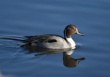 Pintail_Teganuma_251216a.jpg