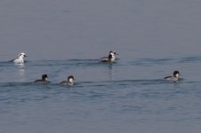 Smew (2).jpg