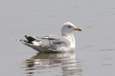 Heuglin's Gull (01) - Copy.jpg