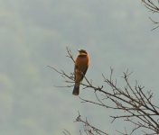 P1220162_croprethred1400 cinnamon-chested bee-eater.jpg