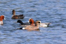 American Wigeon (01) - Copy.jpg