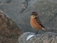 Stonechat_Girdle Ness_171216a.jpg