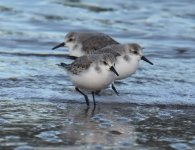 Sanderling_Girdle Ness_171216b.jpg