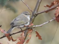 Siberian Chiffchaff_Girdle Ness_120317a.jpg