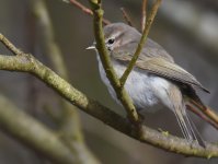 Siberian Chiffchaff_Girdle Ness_120317b.jpg